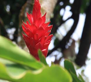 Martinique - Regenwaldwanderung