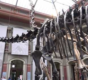 Museum für Naturkunde
