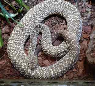 Im Terrarium des "Haus der Natur"