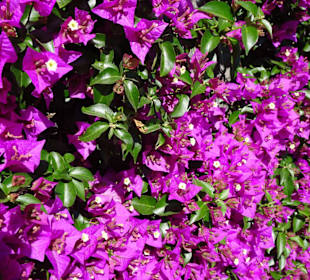 Der Charme der Strandhäuser von Le Racou