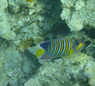 Bunter unbekannter Fisch