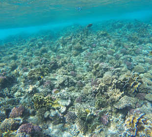 Schnorcheln Marsa Alam