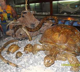 Sindbad Submarine