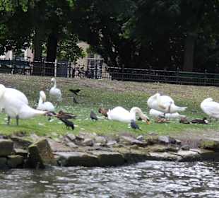 Auf den Reinen der Stadt