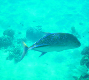 Hausriff vom Hotel Baron Resort