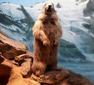 Wandern Schönau am Königssee