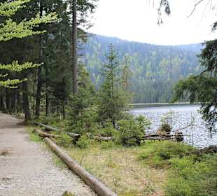 Guter Weg entlang des Sees