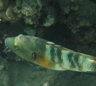 Rafa przy pomoście "Stella"