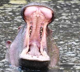 Flusspferd in der Mara