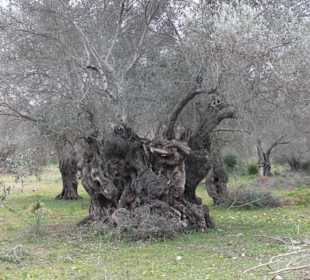 Uralter Olivenbaum