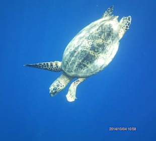 Unsere Hausschildkröte