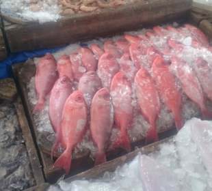 Alter Fischmarkt in Hurghada