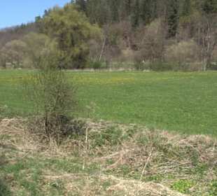 Waldkulturerbe Neuweiler Viehweide