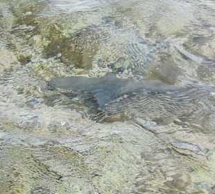 Hai in Shark Bay
