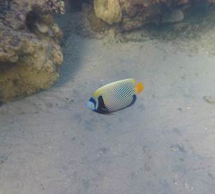 Schnorcheln Hurghada