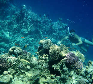 Schnorcheln am Hausriff