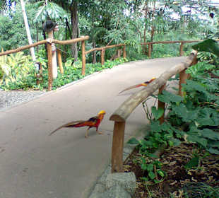 Fasane auf dem Weg durch den Regenwald