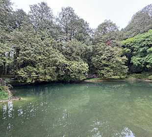 Alishan National Forest