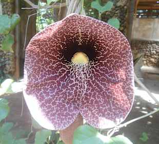 Die Fleischfresser blühen