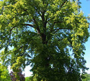 Alter Baumbestand im Park