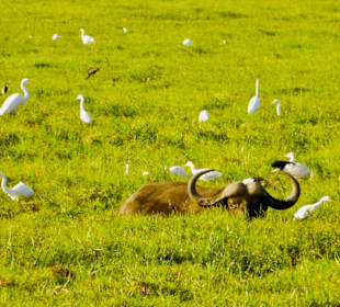 Büffel & Kuhreiher in den Sümpfen