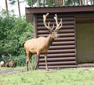 Serengeti Park HodenhagenSerengeti Park Hodenhagen