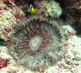 Tauchen Hausriff Westseite