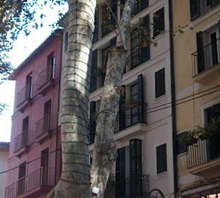 Altstadt Palma de Mallorca
