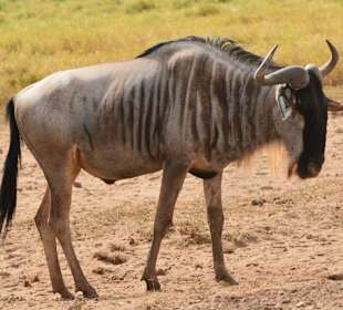 Gnu im Amboseli