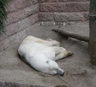 Eisbär