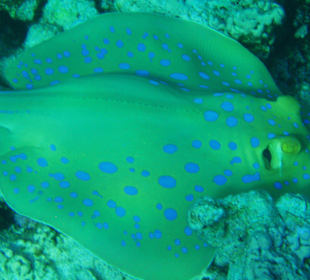 Blaupunktrochen Hausriff