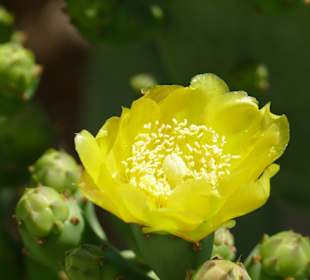 Stadtrundgang Afandou