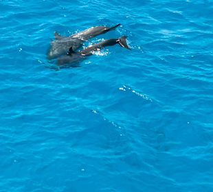 Delfin Tour Makadi Bay