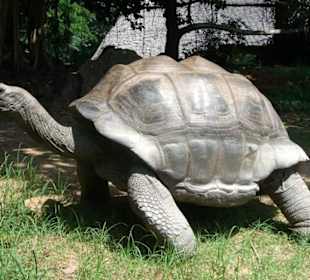 Riesenschildkröte