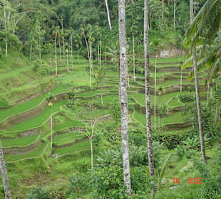 Reisterrasse