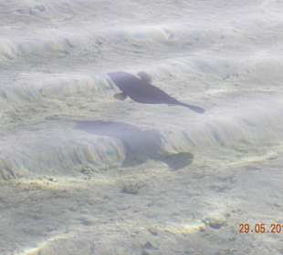 Fische am Hausriff