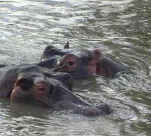 Safari in der Masai Mara