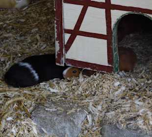 WildparkImpression September 2013