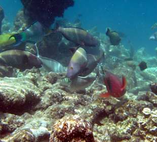 Fischsuppe