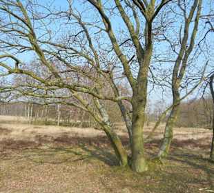 Wunderschöne Boberger Niederung