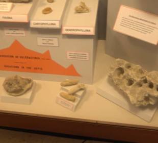 Naturhistorisches Museum