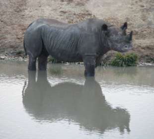 Kiwara privat Safari Wildlife pur