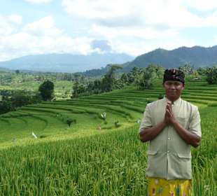 Reisterrassen auf Bali