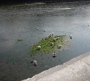 Cigni nel fiume