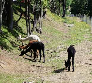 Wandern Oberwiesenthal