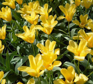 Blumenpracht im Keukenhof