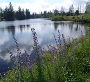 Wasserwanderweg „Buntenbocker Teiche“