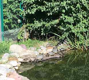 Schildkrötenteich