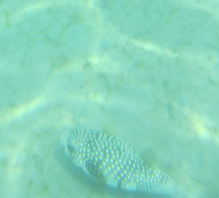 Aufnahme unter Wasser 