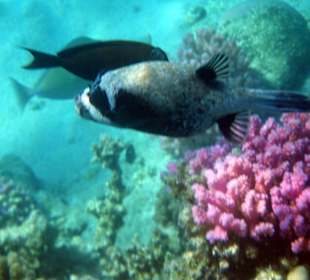 Unterwasserwelt Hausriff Hotel Fort Arabesque